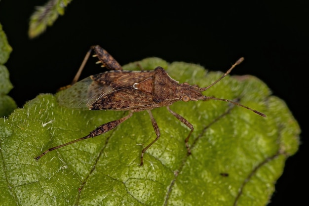 Adult Scentless Plant Bug of the Genus Harmostes