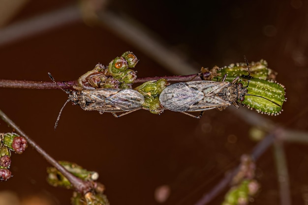 Adult Seed Bug