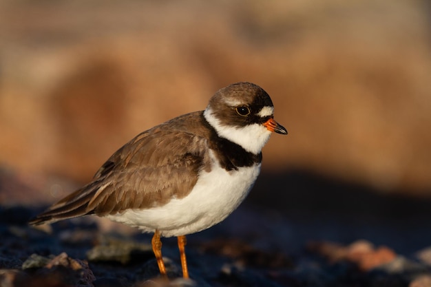 Adult Semipalmated Plover Charadrius semipalmatus showing a side profile while standing on a rocky