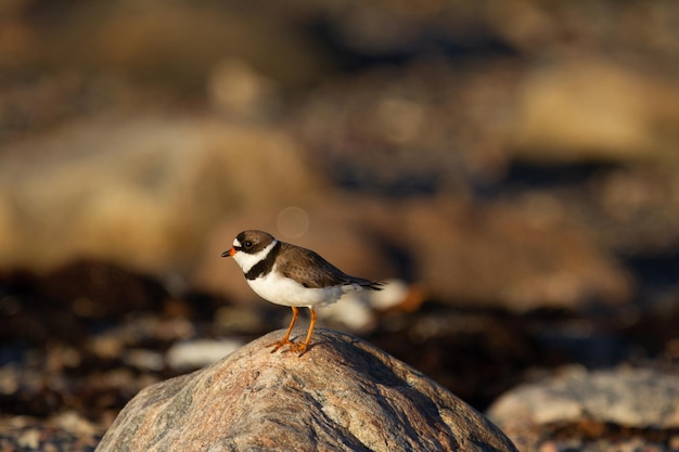 Adult Semipalmated Plover showing a side profile while standing on rock on Canada arctic tundra