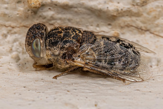 Adult Sheep Nostril Fly