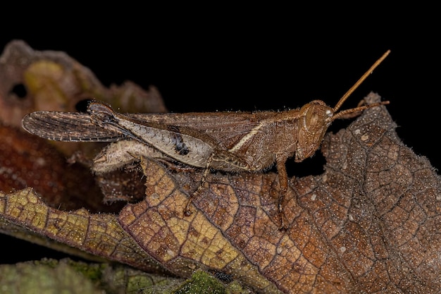 Adult Shorthorned Grasshopper