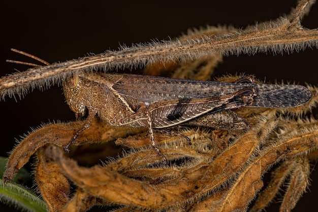 Adult Shorthorned Grasshopper