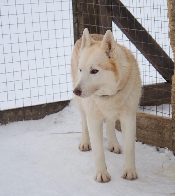 Adult Siberian husky red color with brown eyes and chocolate nose stands in snow