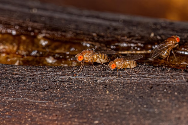 Adult Small Fruit Fly