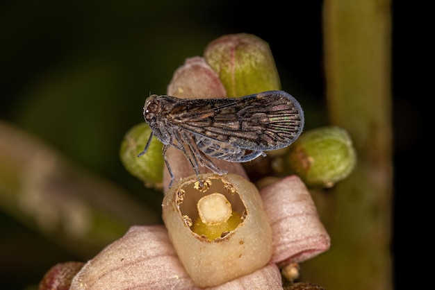 Adult Small Planthopper Insect