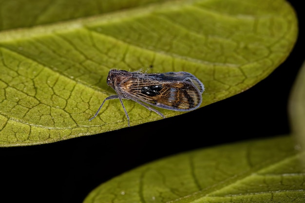 Adult Small Planthopper Insect