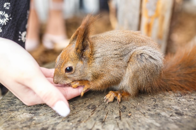 Adult squirrel eats nuts and other food from human hands