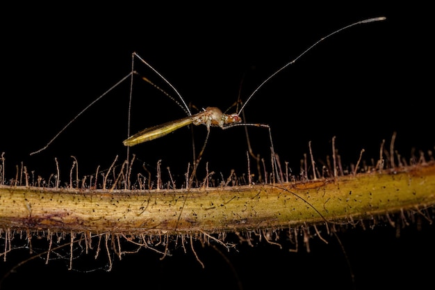 Adult Stilt Bug