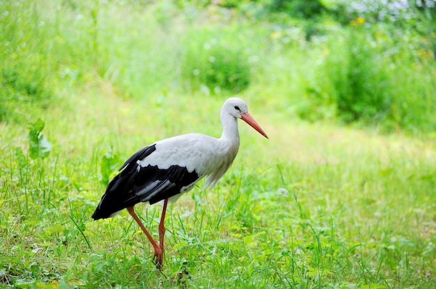 Adult stork in its natural habitat