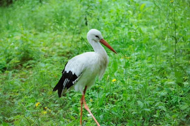 Adult stork in its natural habitat