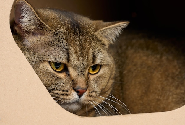 An adult straighteared Scottish cat sits in a brown cardboard house for play and relaxation