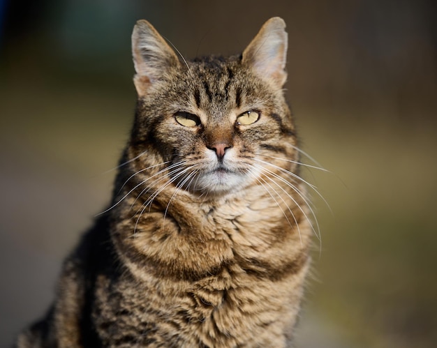 An adult street cat is relaxing in nature on a sunny day