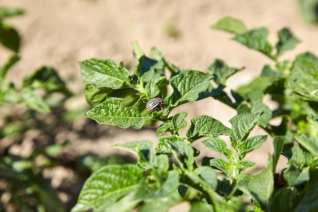 Adult striped Colorado beetle eating young green potato leaves. Pest destroys agricultural crops