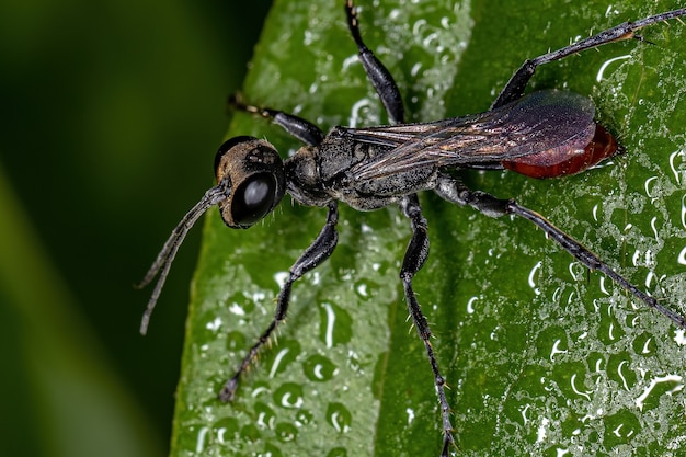 Adult Thread-waisted Wasp of the Genus Prionyx