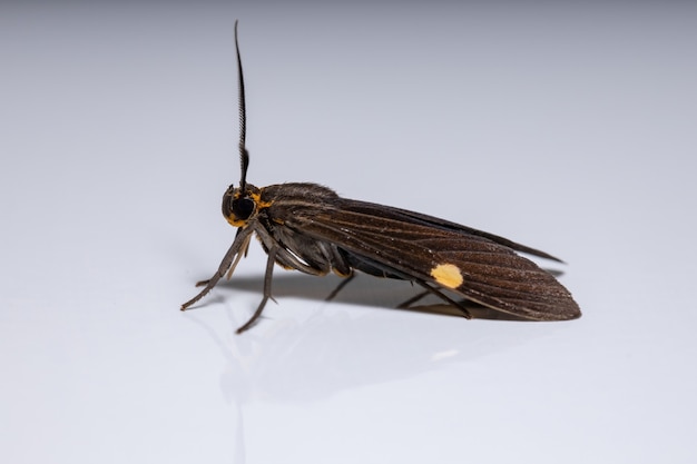 Adult Tiger Moth of the species Aclytia heber