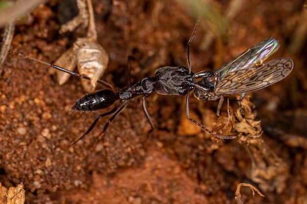 Adult Trapjaw Ant