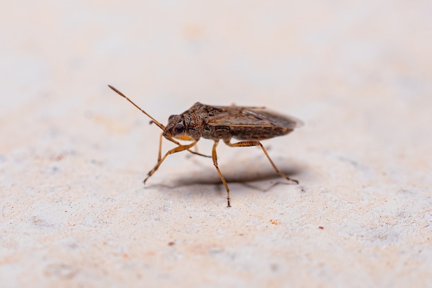 Adult True Bug of the Suborder Heteroptera