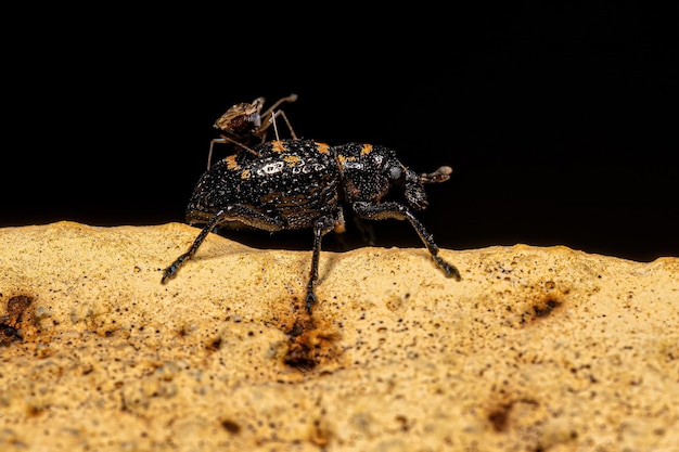 Adult True Weevil with an Adult Lace Bug on the back