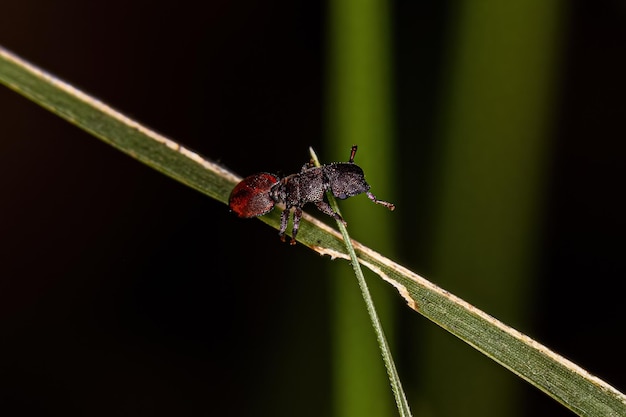 Adult Turtle Ant