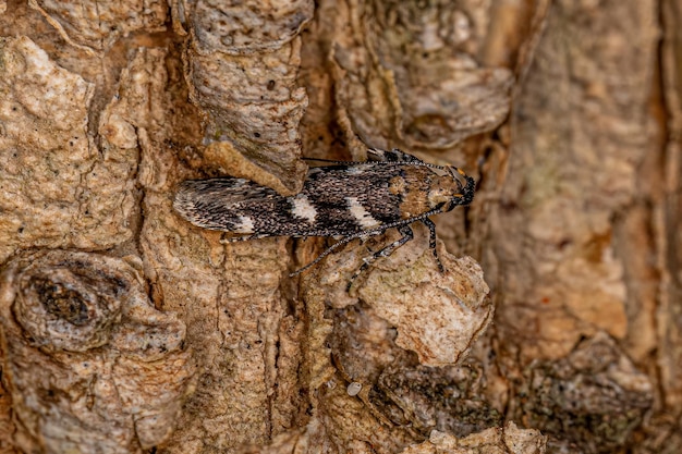 Adult Twirler Moth