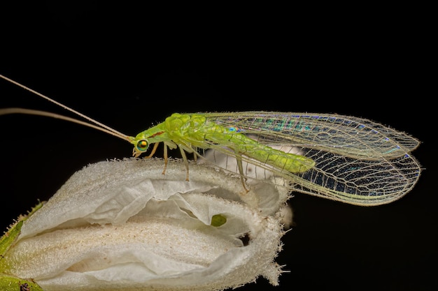 Adult Typical Green Lacewing