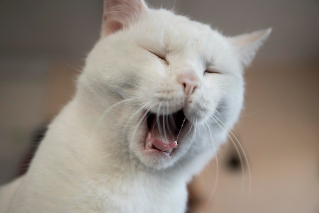 An adult white cat is resting at home on a blue blanket