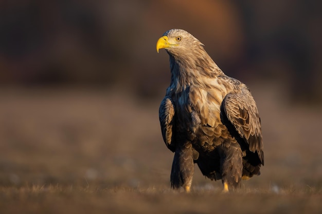 Adult whitetailed eagle sitting on the ground in the autumn at sunrise