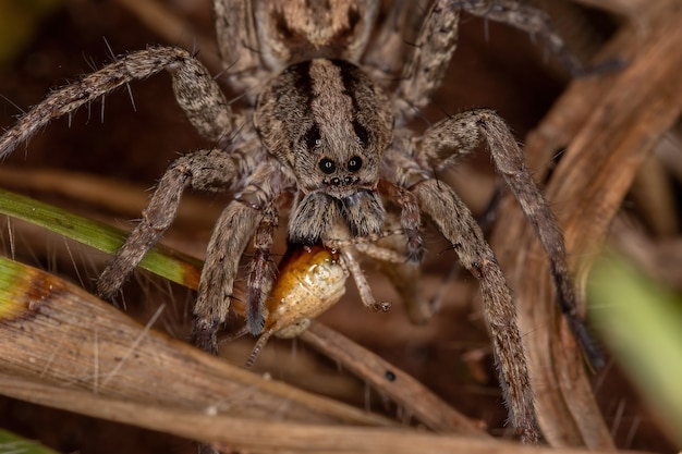 Photo adult wolf spider of the family lycosidae preying on a short-horned grasshopper nymph of the family acrididae