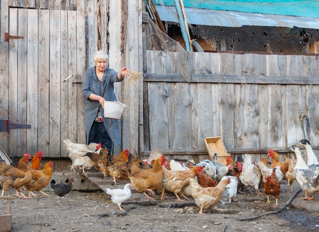 Adult woman feeding grain poultry chickens and geese on the farm