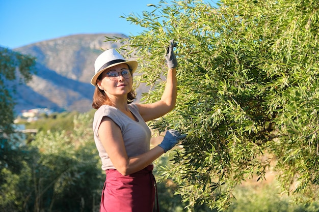 Adult woman holds in her hand branch with an olive tree, copy space, background olive grove in mountains, sky, sunset scenic landscape