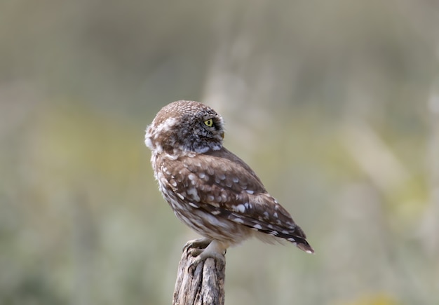 Adults and young little owls ( Athene noctua) are near the nest in a natural habitat.