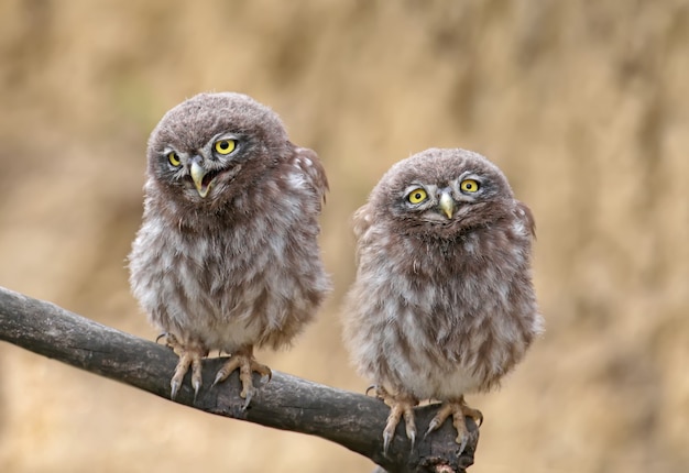 Adults and young little owls ( Athene noctua) 