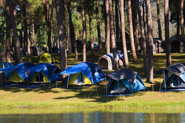 Adventures Camping and tent under the pine forest near water outdoor in morning at Pangung pine