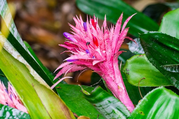 Aechmea fasciata flower