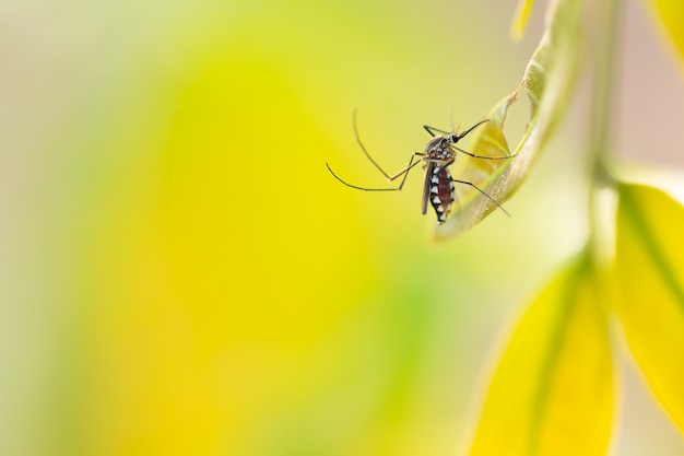 Aedes aegypti Mosquito. Close up a Mosquito on leaf