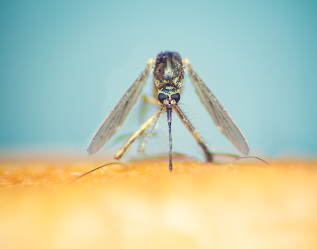 Aedes aegypti Mosquito Macro  a Mosquito sucking human blood in Asia Thailand.