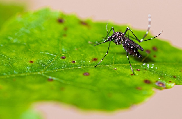 Aedes aegypti mosquito pernilongo with white spots and green leaf