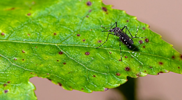 Aedes aegypti mosquito pernilongo with white spots and green leaf