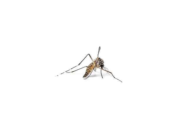 Photo aedes mosquito isolated on white background