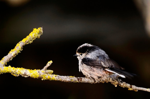 Aegithalos caudatus - The myth is a species of passerine bird in the Aegithalidae family. 