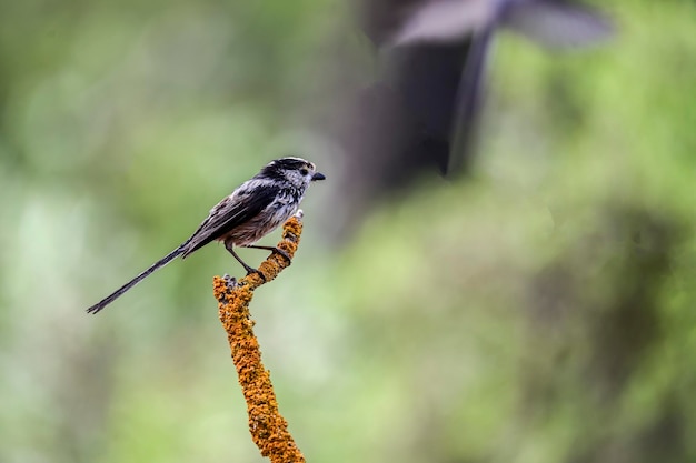 Aegithalos caudatus The myth is a species of passerine bird in the Aegithalidae family