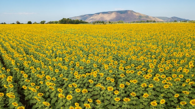 Aeiral photo from dron. Beautiful sunflower  field on summer with blue sky and white cloudy at Lop buri province