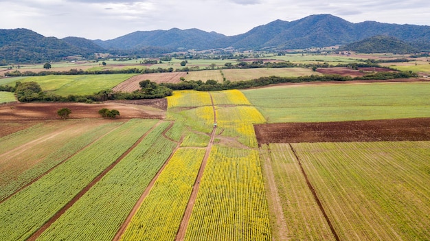 Aerial beautiful sunflower field Popular tourist attractions of Lopburi province flower field