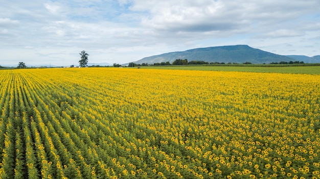 Aerial Beautiful sunflower flower blooming in sunflowers field Popular tourist attractions of Lopburi province