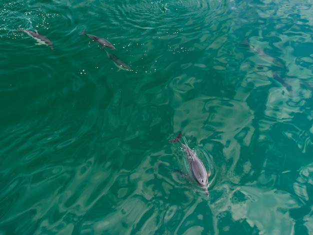 Aerial close up of a dolphin pods swimming in the sea