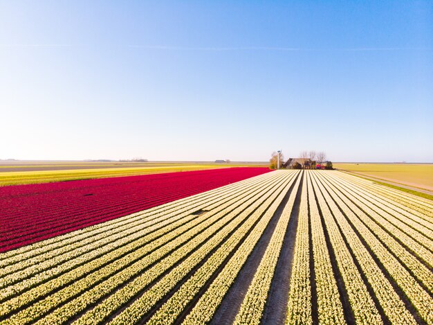 Aerial drone flying over beautiful colored tulip field