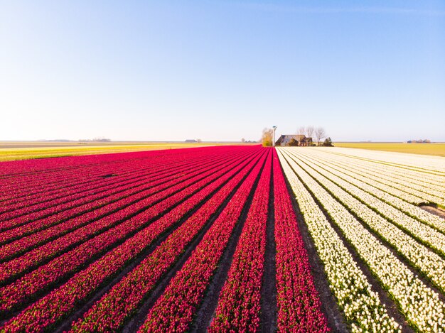 Aerial drone flying over beautiful colored tulip field