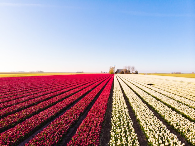 Aerial drone flying over beautiful colored tulip field