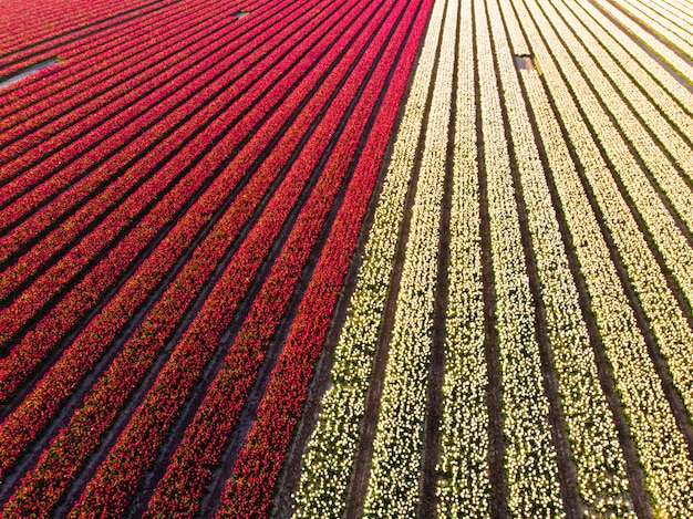 Aerial drone flying over beautiful colored tulip field